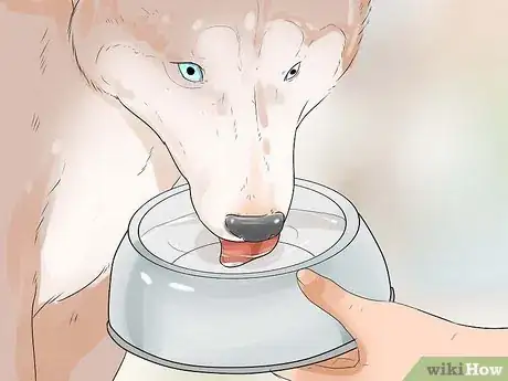 Image intitulée Take Care of an Alaskan Husky Step 14