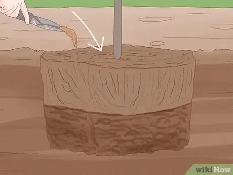 Image intitulée Plant Weeping Willow Trees Step 9