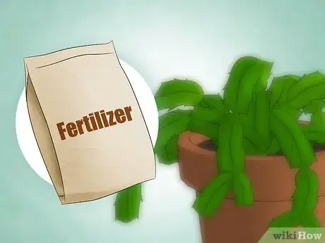 Image intitulée Care for a Christmas Cactus Step 4