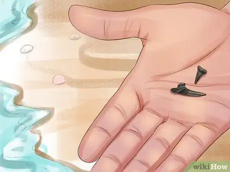 Image intitulée Identify Shark Teeth Step 15