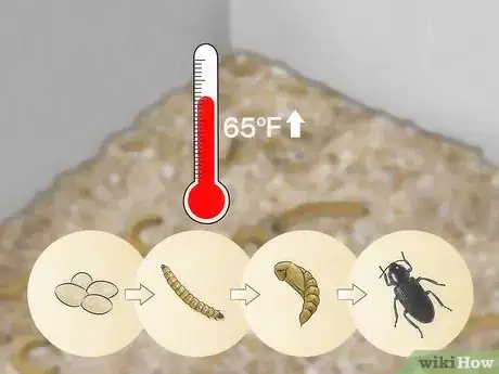 Image intitulée Care for Mealworms Step 9