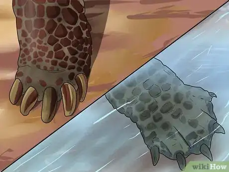 Image intitulée Tell the Difference Between a Tortoise, Terrapin and Turtle Step 5