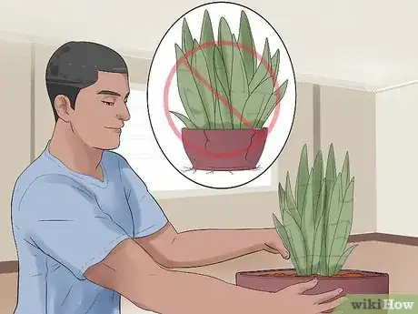 Image intitulée Care for a Sansevieria or Snake Plant Step 12