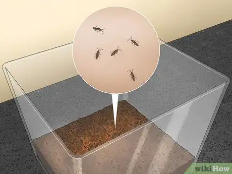 Image intitulée Take Care of a Praying Mantis Step 14