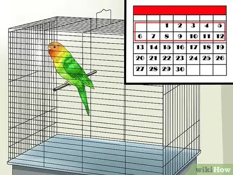 Image intitulée Tame Your Budgies Step 1