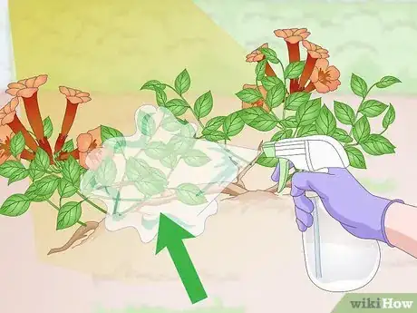 Image intitulée Kill Trumpet Vine Step 10