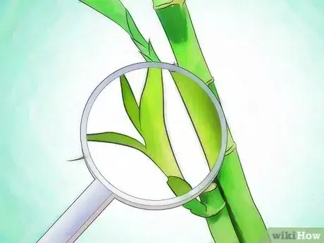 Image intitulée Grow Lucky Bamboo Step 11