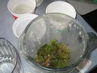 Image intitulée Moss1_394