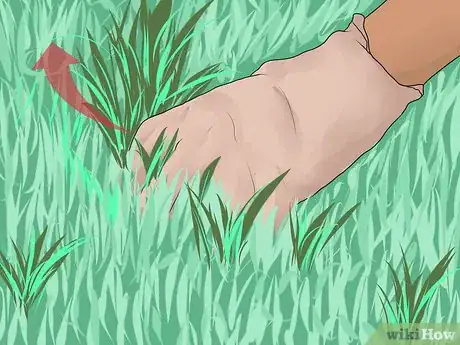 Image intitulée Sow Grass Seed Step 14