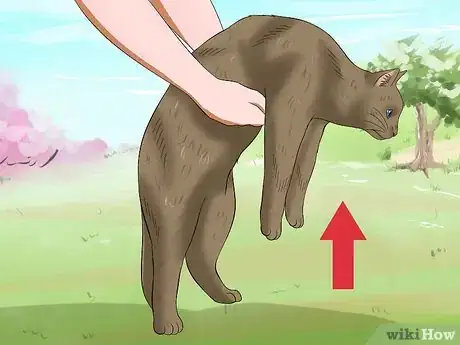 Image intitulée Carry a Cat Step 12