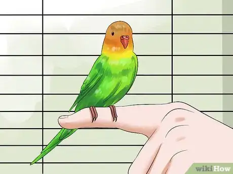 Image intitulée Tame Your Budgies Step 10