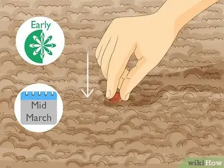 Image intitulée Grow Chestnut Trees Step 6