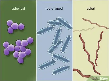 Image intitulée Identify Bacteria Step 23