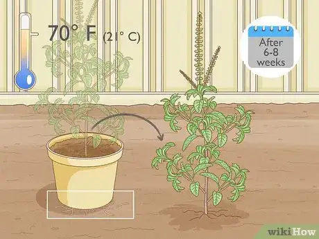 Image intitulée Grow Tulsi Step 12