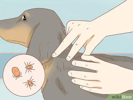 Image intitulée Take Care of a Dachshund Step 14