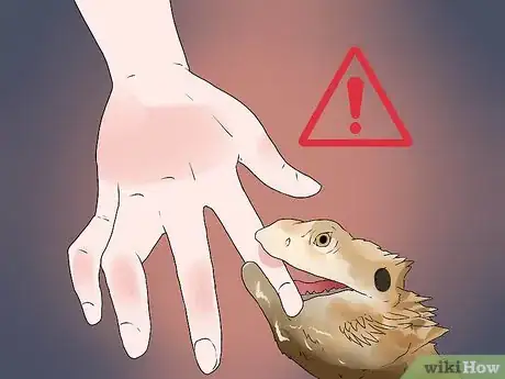 Image intitulée Tame a Bearded Dragon Step 2