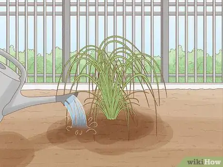 Image intitulée Grow Pampas Grass Step 9
