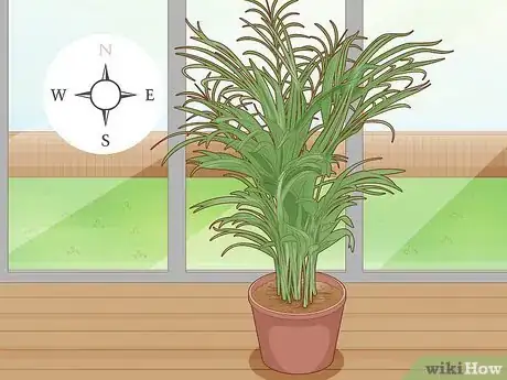 Image intitulée Propagate Areca Palm Step 10