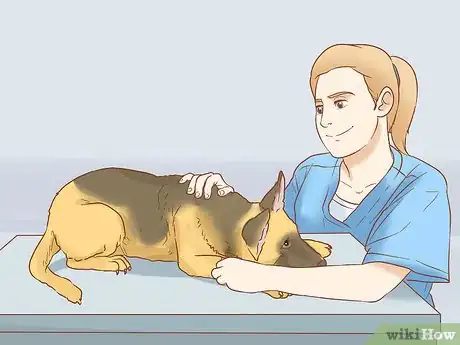 Image intitulée Stop a Dog from Urinating Inside After Going Outside Step 11