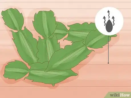 Image intitulée Propagate Christmas Cactus Step 4