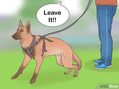 Image intitulée Train a Belgian Malinois Step 10