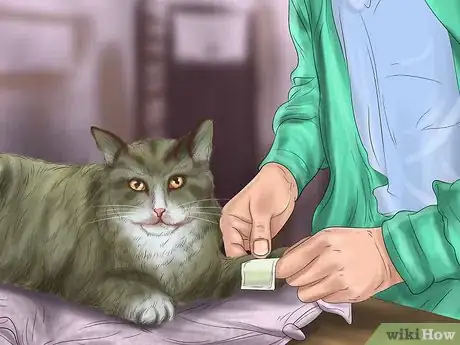 Image intitulée Save an Animal That's Been Hit by a Car Step 17
