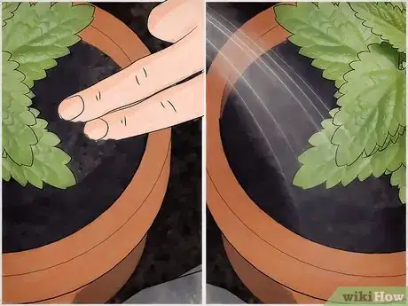 Image intitulée Grow Catnip Step 7