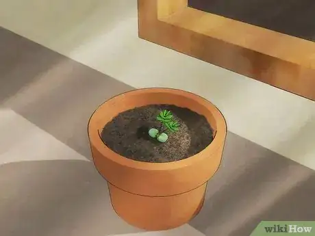 Image intitulée Grow a Sensitive Plant Step 4
