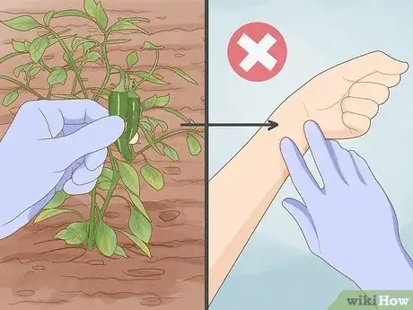 Image intitulée Grow Hot Peppers Step 21