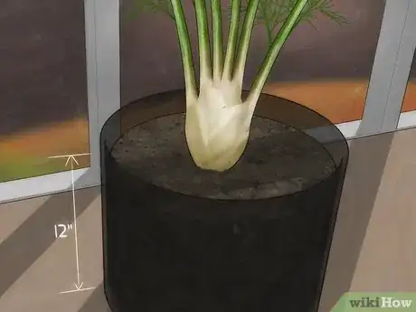 Image intitulée Grow Fennel Step 3