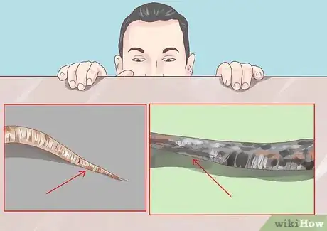 Image intitulée Differentiate Between Poisonous Snakes and Non Poisonous Snakes Step 6