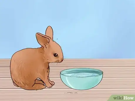 Image intitulée Feed Baby Rabbits Step 11