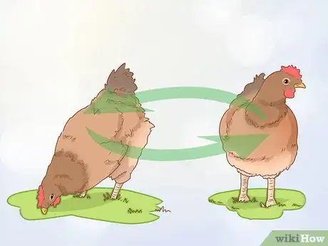 Image intitulée Cure a Chicken from Egg Bound Step 11