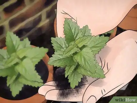 Image intitulée Grow Catnip Step 9