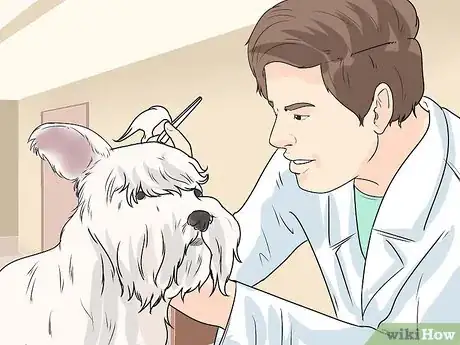 Image intitulée Groom a Westie Step 20