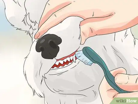 Image intitulée Groom a Westie Step 22