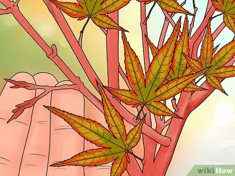 Image intitulée Prune Japanese Maple Trees Step 12