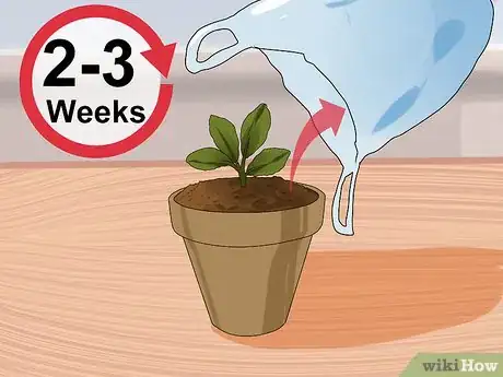 Image intitulée Grow Kalanchoe Step 7
