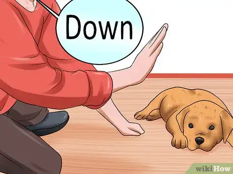 Image intitulée Obedience Train Your Puppy Before It's 10 Weeks Old Step 7