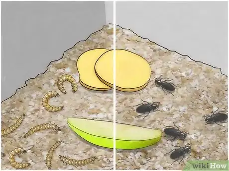 Image intitulée Care for Mealworms Step 8