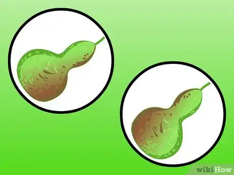 Image intitulée Dry Gourds Step 12