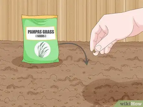 Image intitulée Grow Pampas Grass Step 4