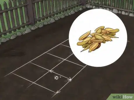 Image intitulée Grow Fennel Step 2