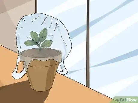Image intitulée Grow Kalanchoe Step 6