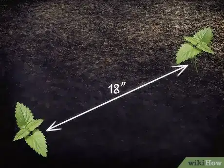 Image intitulée Grow Catnip Step 5