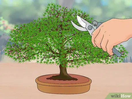Image intitulée Prune Japanese Maple Trees Step 18