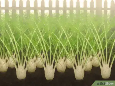Image intitulée Grow Fennel Step 8