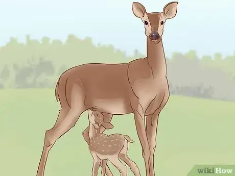 Image intitulée Tell a Fawn's Age Step 9