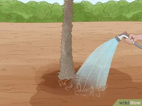Image intitulée Plant a Palm Tree Step 15