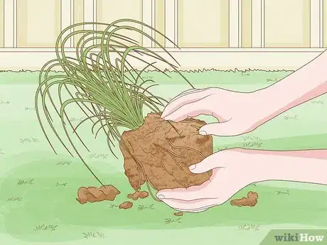 Image intitulée Grow Pampas Grass Step 7